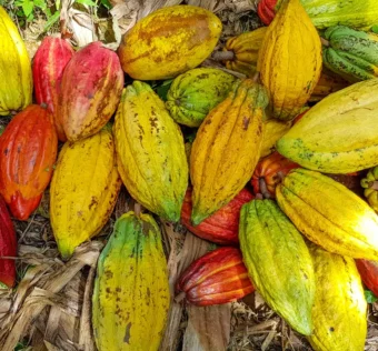 Por que algumas frutas de cacau são roxas, outras verdes ou amarelas