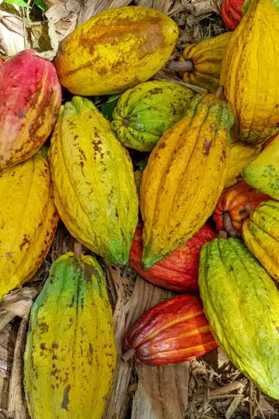 Por que algumas frutas de cacau são roxas, outras verdes ou amarelas