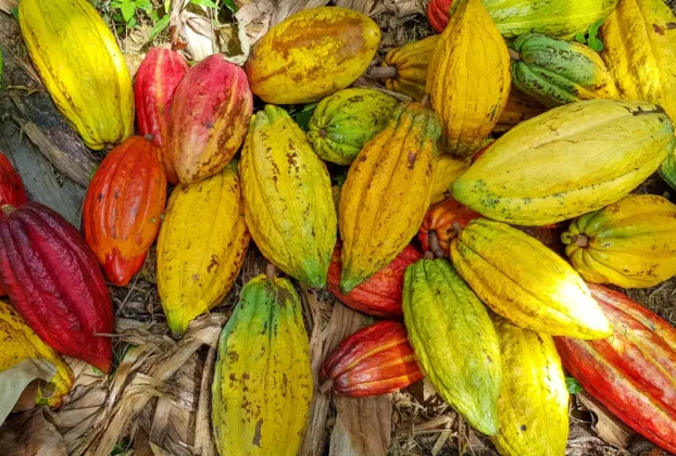Por que algumas frutas de cacau são roxas, outras verdes ou amarelas