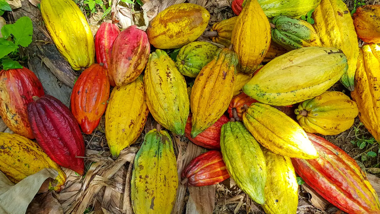 Por que algumas frutas de cacau são roxas, outras verdes ou amarelas